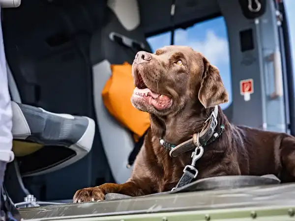 Dogs and helicopters: H145 goes on paw patrol